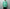 Marvine Pontiak shirt makers「Open Collar SH / Green」