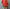Marvine Pontiak shirt makers 「Bubbly SH / Blood Orange」