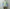Adrian Cashmere 「Sage & Lavender Double layer」