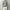 AURALEE「SHETLAND WOOL CASHMERE RIB KNIT P/O - LIME PURPLE STRIPE」