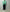 AURALEE 「GARMENT-DYED ORGANIC COTTON HEAVY MOLESKIN COVERALL / FADED AQUA GREEN」