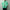 AURALEE 「GARMENT-DYED ORGANIC COTTON HEAVY MOLESKIN COVERALL / FADED AQUA GREEN」