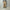 AURALEE 「GARMENT-DYED ORGANIC COTTON HEAVY MOLESKIN PANTS / FADED BROWN」