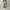 AURALEE 「GARMENT-DYED ORGANIC COTTON HEAVY MOLESKIN PANTS / FADED BROWN」