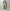 AURALEE 「GARMENT-DYED ORGANIC COTTON HEAVY MOLESKIN PANTS / FADED BROWN」