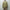 OUR LEGACY 「AERIAL JACKET PIGMENT KHAKI KNIFE EDGE TWILL」