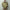 OUR LEGACY 「AERIAL JACKET PIGMENT KHAKI KNIFE EDGE TWILL」