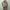 OUR LEGACY 「AERIAL JACKET PIGMENT KHAKI KNIFE EDGE TWILL」