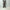 AURALEE 「GARMENT-DYED FINX CORDUROY 5P WIDE PANTS / OLIVE BROWN」