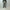 AURALEE 「BLUEFACED WOOL TWO-TUCK SLACKS / KHAKI GRAY STRIPE」