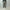 AURALEE 「BLUEFACED WOOL TWO-TUCK SLACKS / KHAKI GRAY STRIPE」