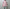 ROLD SKOV 「NEW WIND RED CHECK」