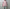 ROLD SKOV 「NEW WIND RED CHECK」
