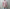 ROLD SKOV 「NEW WIND RED CHECK」