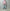 ROLD SKOV 「NEW WIND RED CHECK」