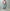 ROLD SKOV 「NEW WIND RED CHECK」
