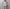 ROLD SKOV 「NEW WIND RED CHECK」