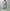 ROLD SKOV 「NEW WIND RED CHECK」