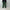 AURALEE 「PIGMENT DYED FINX CORDUROY WIDE 5P PANTS / FOREST GREEN」