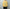 barbell object 「bo-06nn01 knit po / yellow」