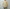 AURALEE 「AIRY LIGHT COTTON CHECK BIG SHIRT / MUSTARD GINGHAM CHECK」