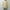 AURALEE 「AIRY LIGHT COTTON CHECK BIG SHIRT / MUSTARD GINGHAM CHECK」