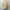 AURALEE 「AIRY LIGHT COTTON CHECK BIG SHIRT / MUSTARD GINGHAM CHECK」