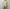 AURALEE 「AIRY LIGHT COTTON CHECK BIG SHIRT / MUSTARD GINGHAM CHECK」