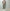 AURALEE 「AIRY LIGHT COTTON CHECK BIG SHIRT / BROWN GINGHAM CHECK」