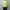 crepuscule「M-G Knit Polo / Lime」