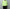 crepuscule「M-G Knit Polo / Lime」