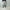 ESSAY「P-2 : 3TUCKED CROP SHORT PANTS / IVORY GRAY」