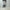 ESSAY「P-2 : 3TUCKED CROP SHORT PANTS / IVORY GRAY」