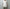 OLD JOE BRAND.「ORIGINAL PRINTED OPEN COLLAR SHIRTS (ANIMAL DRAWING) Short-sleeve / IVORY」