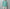 AURALEE 「AIRY LIGHT COTTON CHECK P/O SHIRT / GREEN GINGHAM CHECK」