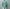 AURALEE 「AIRY LIGHT COTTON CHECK P/O SHIRT / GREEN GINGHAM CHECK」