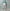 AURALEE 「AIRY LIGHT COTTON CHECK P/O SHIRT / GREEN GINGHAM CHECK」